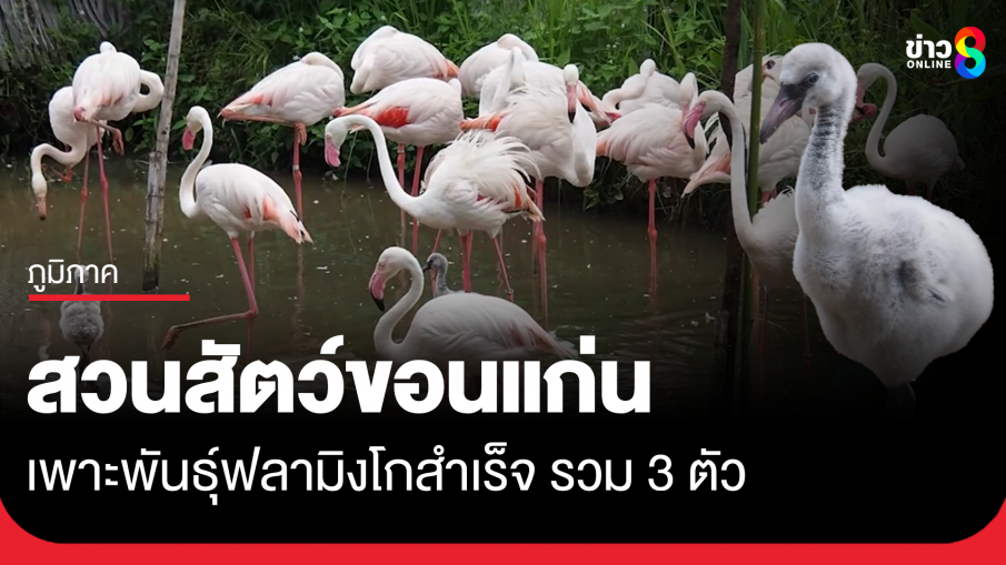 สวนสัตว์ขอนแก่น ได้สมาชิกใหม่ เพราะลูกนกฟลามิงโก้อีก 2 ตัว