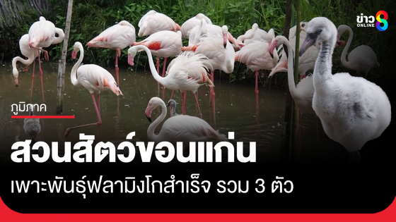 สวนสัตว์ขอนแก่น ได้สมาชิกใหม่ เพราะลูกนกฟลามิงโก้อีก 2 ตัว