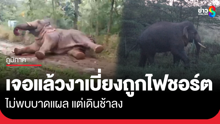เจอช้างงาเบี่ยงถูกไฟชอร์ตแล้ว ไม่พบบาดแผลแต่เดินช้าลง