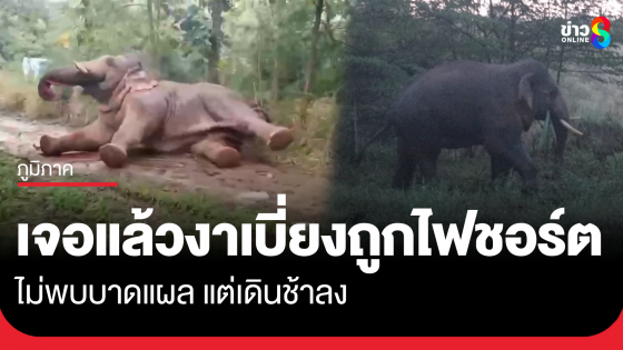 เจอช้างงาเบี่ยงถูกไฟชอร์ตแล้ว ไม่พบบาดแผลแต่เดินช้าลง