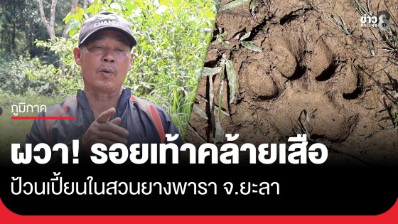 ชาวบ้านผวา! พบรอยเท้าคล้ายเสือ ป้วนเปี้ยนในสวนยางพารา บ้านบาแตตูแง จ.ยะลา 