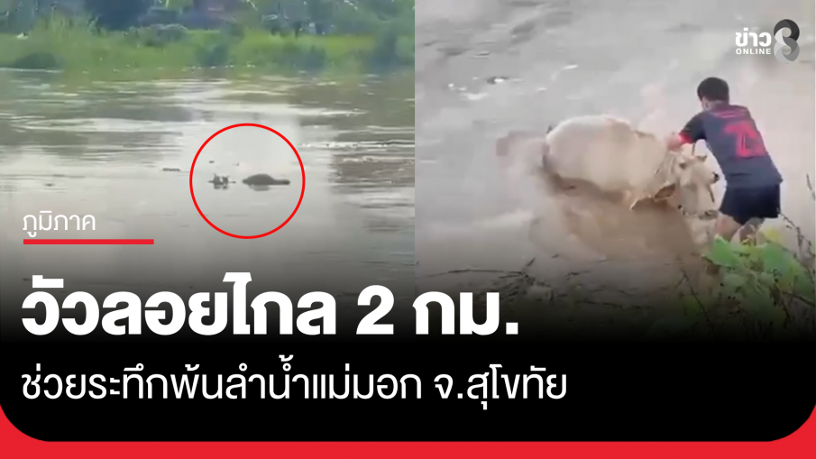 ลำน้ำแม่มอกพัดแรง วัวลอยไกลกว่า 2 กม. 