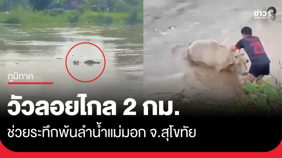 ลำน้ำแม่มอกพัดแรง วัวลอยไกลกว่า 2 กม. 