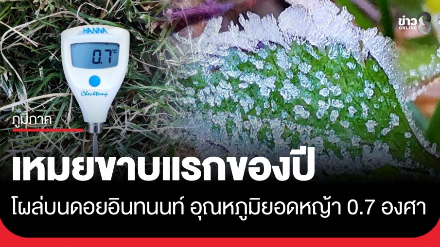 มาแล้ว "เหมยขาบแรกของปี" โผล่บนดอยอินทนนท์ อุณหภูมิยอดหญ้า 0.7 องศาฯ