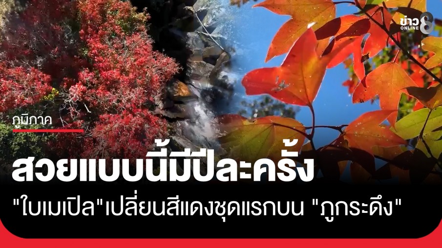 สวยแบบนี้มีปีละครั้ง "ใบเมเปิล" เปลี่ยนสีแดงสะพรั่งชุดแรกบน "ภูกระดึง"