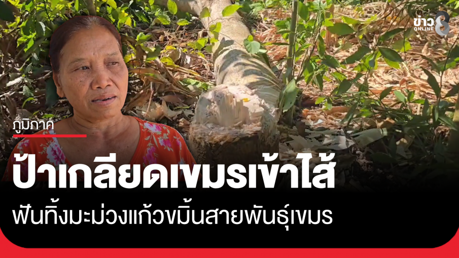 ป้าเกลียดเขมรเข้าไส้ ฟันทิ้งมะม่วงแก้วขมิ้นพันธุ์เขมร