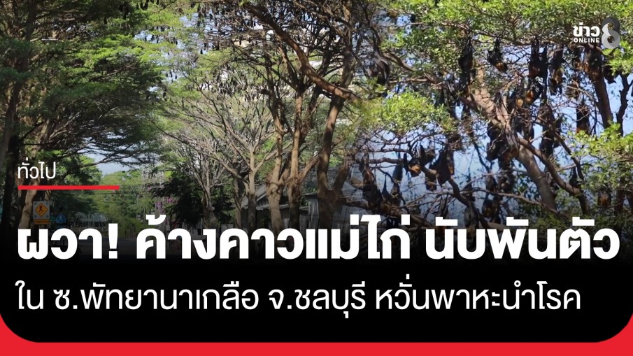 ชาวบ้านผวา! "ค้างคาวแม่ไก่" นับพันตัว ในซอยพัทยานาเกลือ จ.ชลบุรี หวั่นเป็นพาหะนำโรค