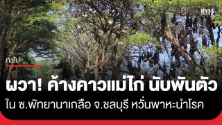 ชาวบ้านผวา! "ค้างคาวแม่ไก่" นับพันตัว ในซอยพัทยานาเกลือ...