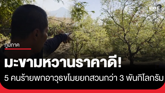 ชาวสวนสุดช้ำ! 5 คนร้ายพร้อมอาวุธบุกขโมยมะขามหวานยกสวน กว่า 3,000-4,000 กิโลกรัม 