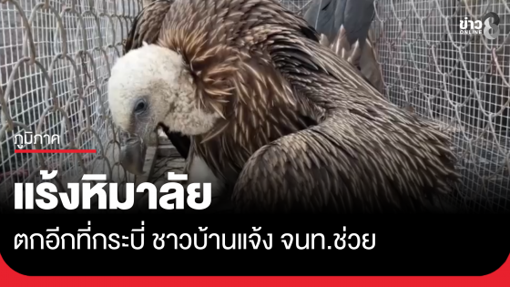 แร้งหิมาลัยหมดแรง ตกที่กระบี่เป็นตัวที่ 2 ในรอบปี