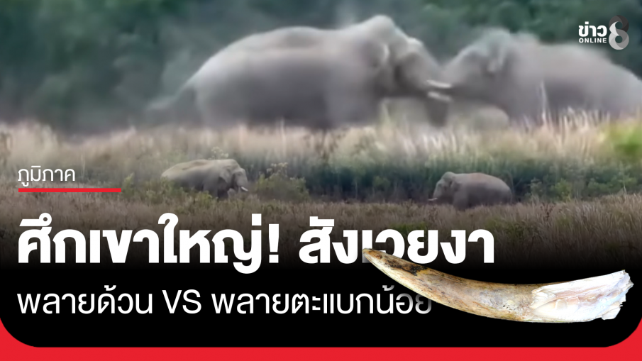 ศึกเขาใหญ่! พลายด้วน ปะทะ พลายตะแบกน้อย