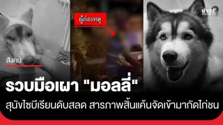 รวบมือเผา "มอลลี่" สุนัขไซบีเรียนดับสลด...