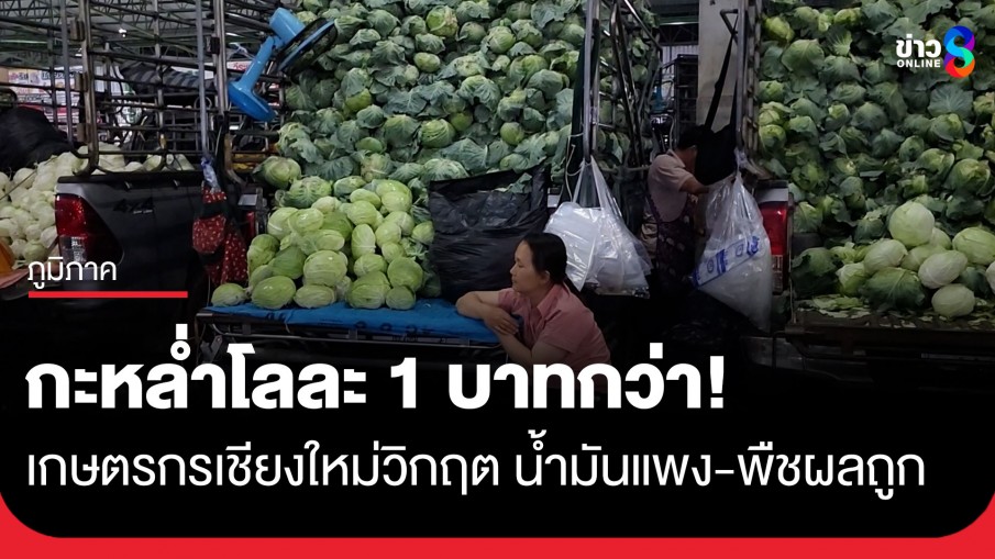 โลละ 1 บาทกว่า! กะหล่ำเชียงใหม่วิกฤต น้ำมันแพงซ้ำเติมต้นทุนขนส่ง วอนรัฐเร่งพยุงราคา