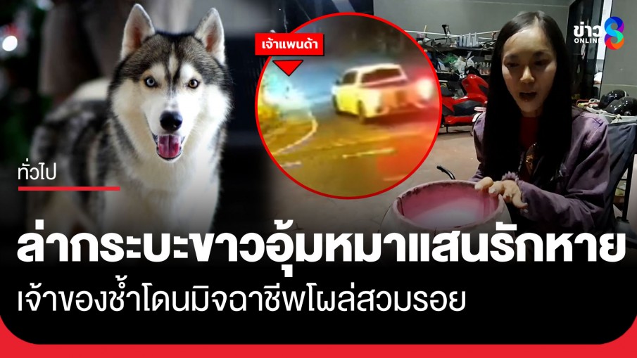 ใครเห็นแจ้งด่วน! ล่ากระบะขาวอุ้ม "เจ้าแพนด้า" ไซบีเรียนแสนรู้ หายไปกลางดึก