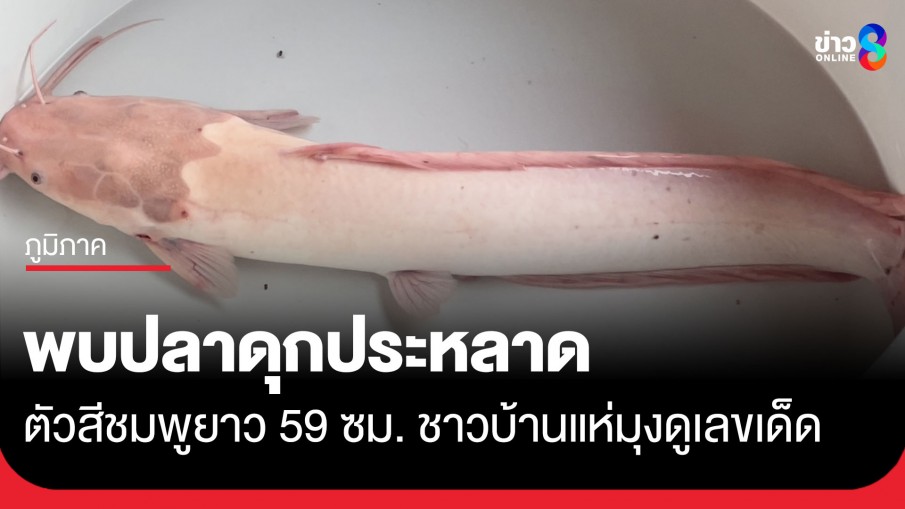 1 ในล้าน! พบปลาดุกประหลาดตัวสีชมพูยาว 59 ซม. ชาวบ้านแห่มุงดูเลขเด็ด