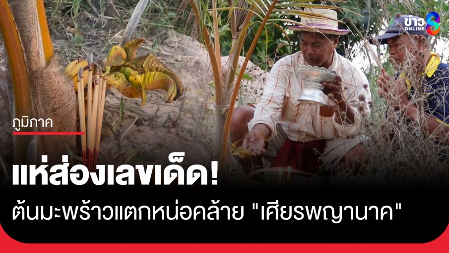 แห่ส่องเลขเด็ด! ต้นมะพร้าวประหลาดแตกหน่อคล้าย "เศียรพญานาค"