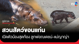 สวนสัตว์ขอนแก่น เปิดตัวน้องสุดท้อง "ฮิปโปแคระ" ชวนทายเพศ...