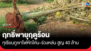 พายุฤดูร้อน กระหน่ำสวนทุเรียนภูเขาไฟ เสียหาย 40 ล้าน