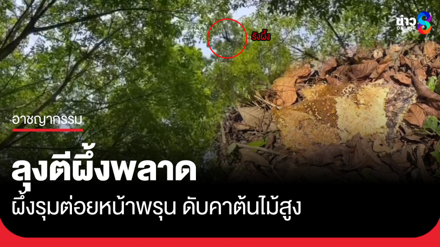 ลุงตีผึ้ง พลาดถูกผึ้งรุมต่อยดับคาต้นไม้สูง