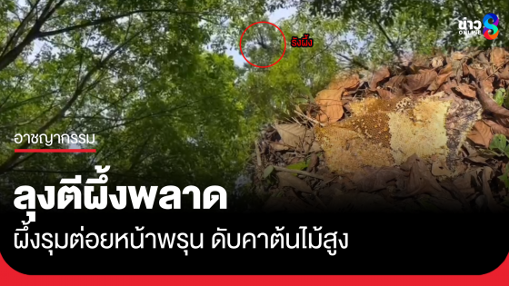 ลุงตีผึ้ง พลาดถูกผึ้งรุมต่อยดับคาต้นไม้สูง