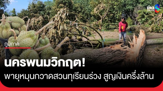 พายุหมุนซัดทุเรียนนครพนมโค่นนับร้อยต้น ผลผลิตร่วงกว่า 2 ตัน เกษตรกรน้ำตาตกสูญเงินครึ่งล้าน