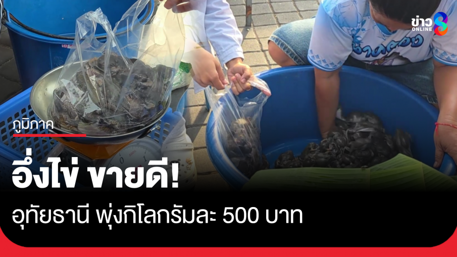 "อึ่งไข่" ขายดี! อุทัยธานี พุ่งกิโลละ 500 บาท