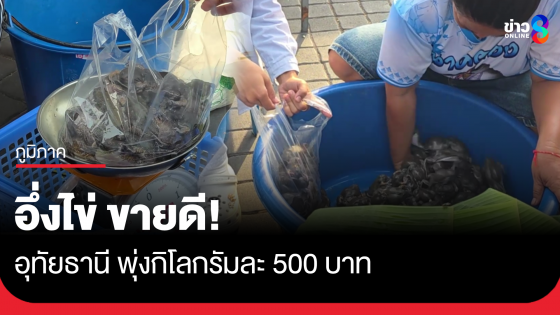 "อึ่งไข่" ขายดี! อุทัยธานี พุ่งกิโลละ 500 บาท