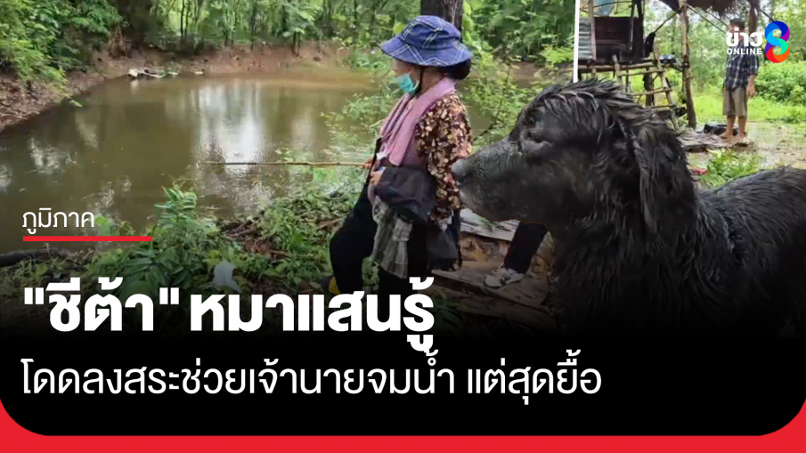 หมาแสนรู้ โดดลงสระช่วยเจ้านายจมน้ำ แต่สุดยื้อ