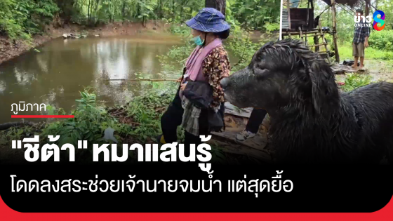 หมาแสนรู้ โดดลงสระช่วยเจ้านายจมน้ำ แต่สุดยื้อ