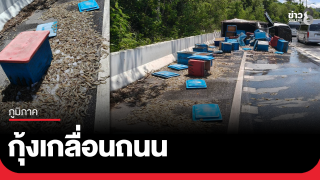 กุ้งเกลื่อนถนนสาย 304 ขาเข้าโคราช