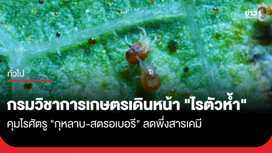 กรมวิชาการเกษตรเดินหน้า "ไรตัวห้ำ" คุมไรศัตรูกุหลาบ สตรอเบอรี ลดพึ่งสารเคมี