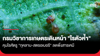 กรมวิชาการเกษตรเดินหน้า "ไรตัวห้ำ" คุมไรศัตรูกุหลาบ...