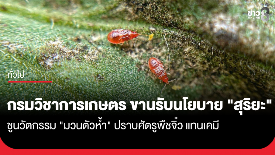 กรมวิชาการเกษตร ขานรับนโยบาย "สุริยะ" ชูนวัตกรรม "มวนตัวห้ำ" ปราบศัตรูพืชจิ๋ว แทนเคมี