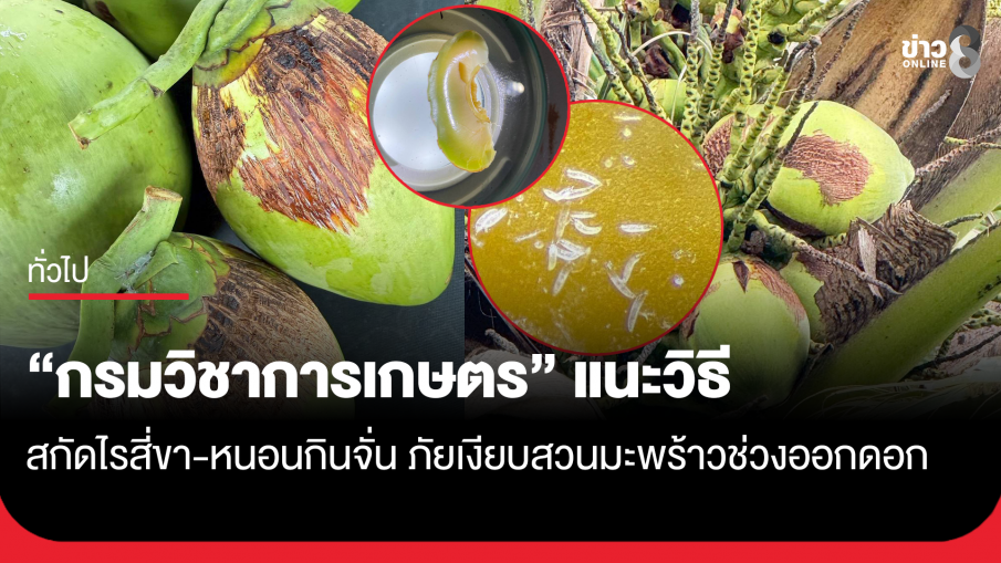 กรมวิชาการเกษตร แนะวิธีสกัดไรสี่ขา-หนอนกินจั่น ภัยเงียบสวนมะพร้าวช่วงออกดอก