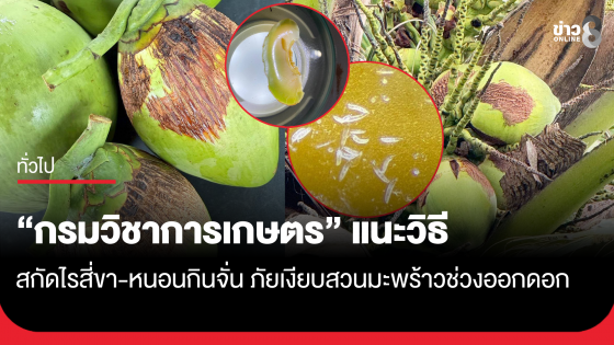 กรมวิชาการเกษตร แนะวิธีสกัดไรสี่ขา-หนอนกินจั่น ภัยเงียบสวนมะพร้าวช่วงออกดอก