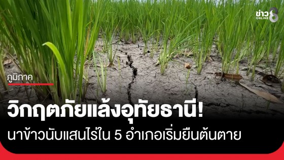 วิกฤตภัยแล้งอุทัยธานี! นาข้าวนับแสนไร่ใน 5 อำเภอเริ่มยืนต้นตาย