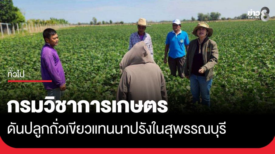 กรมวิชาการเกษตร ดันปลูกถั่วเขียวหลังนาแทนนาปรังในสุพรรณบุรี