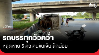 รถบรรทุกวัวพลิกคว่ำ วัวหลุดหาย 5 ตัว