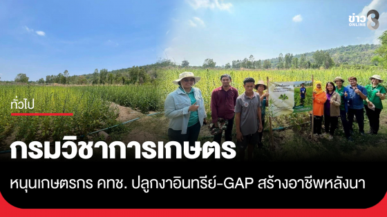 กรมวิชาการเกษตรหนุนเกษตรกร คทช. ปลูกงาอินทรีย์&ndash;GAP สร้างอาชีพหลังนา เพิ่มรายได้อย่างยั่งยืน