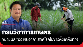 กรมวิชาการเกษตร ขยายผล "อ้อยสะอาด" สกัดโรคใบขาวตั้งแต่ต้นทาง