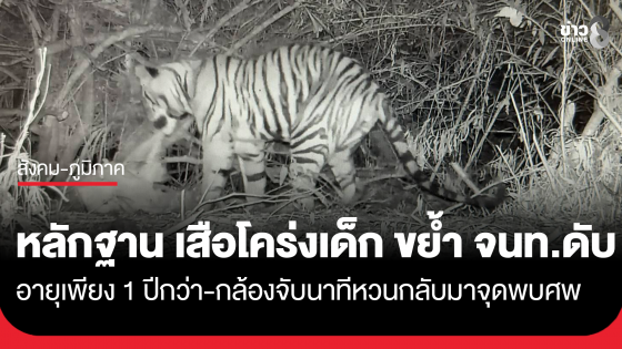 สืบรู้แล้ว! "เสือโคร่ง" ที่ขย้ำ จนท.ห้วยขาแข้งดับ พบเป็น "เสือโคร่งเด็ก" อายุเพียง 1 ปีกว่า 