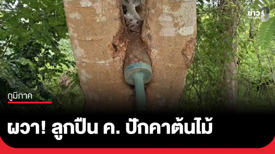 ผวา! ลูกปืน ค. ปักคาต้นไม้