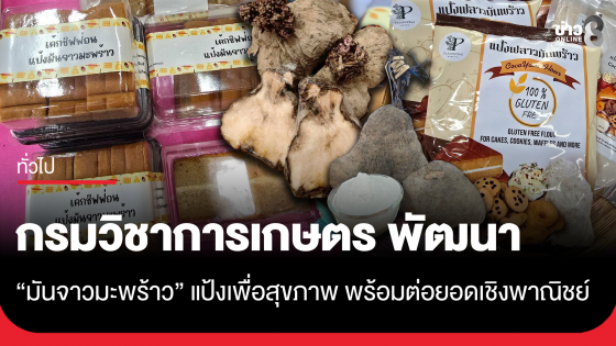 กรมวิชาการเกษตรพัฒนา "มันจาวมะพร้าว" เป็นแป้งเพื่อสุขภาพ พร้อมต่อยอดเชิงพาณิชย์