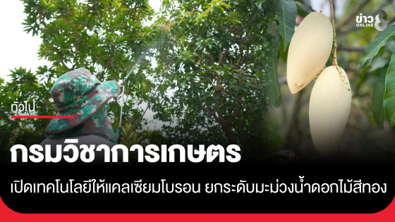 กรมวิชาการเกษตร เปิดเทคโนโลยีให้แคลเซียมโบรอน ยกระดับมะม่วงน้ำดอกไม้สีทองส่งออก