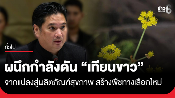 กรมวิชาการเกษตร&ndash;จุฬาฯ&ndash;มูลนิธิกสิกรไทย ผนึกกำลังดัน "เทียนขาว" จากแปลงสู่ผลิตภัณฑ์สุขภาพ