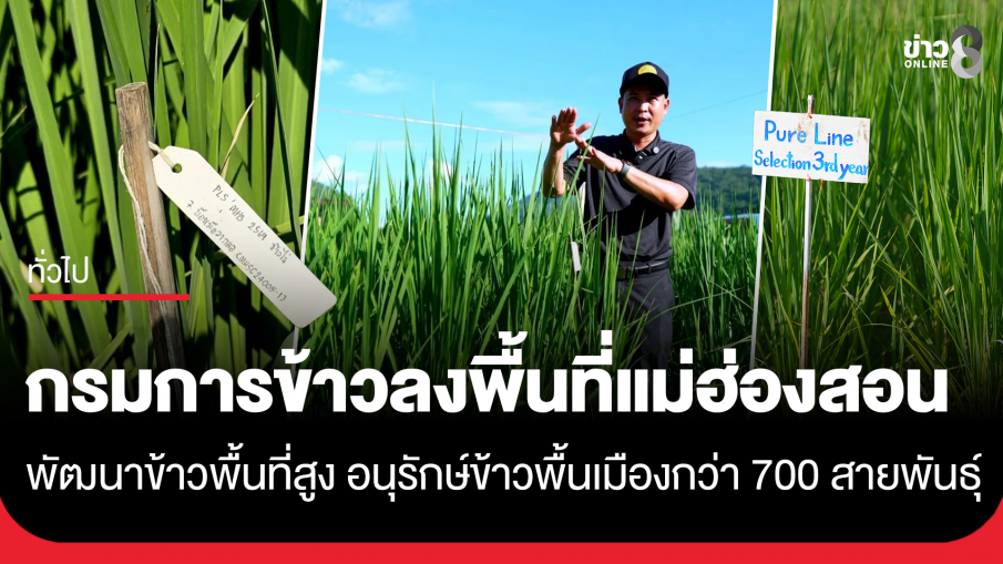 กรมการข้าวลงพื้นที่แม่ฮ่องสอน เดินหน้าพัฒนาข้าวพื้นที่สูง อนุรักษ์พันธุ์ข้าวพื้นเมืองกว่า 700 สายพันธุ์