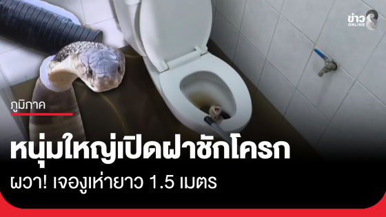 หนุ่มใหญ่ผวา เปิดฝาชักโครก เจองูเห่ายาว 1.5 เมตร