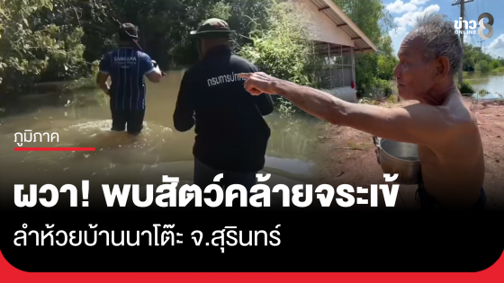ชาวบ้านผวา! พบสัตว์คล้ายจระเข้เกือบ 2 เมตร ห้วยบ้านนาโต๊ะ จ.สุรินทร์