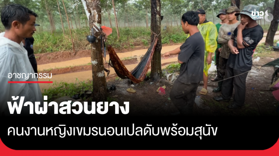 ฟ้าผ่าสวนยาง คนงานหญิงนอนเปลดับพร้อมสุนัข