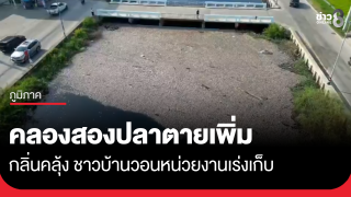 คลองสองปลาตายเพิ่ม กลิ่นคลุ้ง ชาวบ้านวอนหน่วยงานเร่งเก็บ